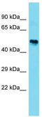 F-Box Protein 47 antibody, TA332215, Origene, Western Blot image 