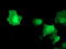 Akt antibody, LS-C173710, Lifespan Biosciences, Immunofluorescence image 