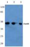 Choline Kinase Beta antibody, PA5-36289, Invitrogen Antibodies, Western Blot image 