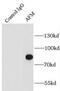 Afamin antibody, FNab00201, FineTest, Immunoprecipitation image 