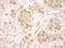 Nuclear Cap Binding Protein Subunit 2 antibody, A302-552A, Bethyl Labs, Immunohistochemistry frozen image 