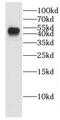 DL antibody, FNab02629, FineTest, Western Blot image 