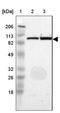 LIG4 antibody, NBP1-87405, Novus Biologicals, Western Blot image 