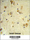 Peroxisomal Biogenesis Factor 14 antibody, 63-806, ProSci, Immunohistochemistry paraffin image 