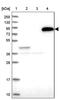 NCK Associated Protein 5 Like antibody, PA5-59404, Invitrogen Antibodies, Western Blot image 