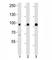 EPH Receptor A1 antibody, F52883-0.4ML, NSJ Bioreagents, Western Blot image 