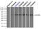 Solute Carrier Family 2 Member 5 antibody, LS-C114652, Lifespan Biosciences, Immunoprecipitation image 