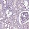 SPATA31 Subfamily E Member 1 antibody, HPA024253, Atlas Antibodies, Immunohistochemistry frozen image 