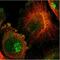 Titin antibody, NBP1-88071, Novus Biologicals, Immunocytochemistry image 
