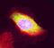 Proliferation-Associated 2G4 antibody, PA5-19632, Invitrogen Antibodies, Immunofluorescence image 