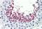Retinol Dehydrogenase 12 antibody, orb325809, Biorbyt, Immunohistochemistry paraffin image 