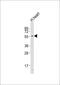 UDP Glycosyltransferase 8 antibody, MBS9201402, MyBioSource, Western Blot image 