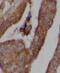 Histone deacetylase 10 antibody, FNab03794, FineTest, Immunohistochemistry frozen image 