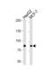 Ubiquitin Specific Peptidase 51 antibody, abx034850, Abbexa, Western Blot image 