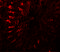 T-Complex-Associated-Testis-Expressed 3 antibody, 6955, ProSci, Immunofluorescence image 