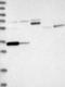 Early Growth Response 4 antibody, NBP1-80999, Novus Biologicals, Western Blot image 