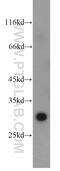Proteasome Subunit Beta 10 antibody, 15976-1-AP, Proteintech Group, Western Blot image 