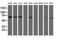 Acyl-CoA Binding Domain Containing 3 antibody, NBP2-46478, Novus Biologicals, Western Blot image 