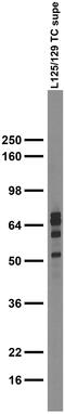 Synapsin I antibody, 73-497, Antibodies Incorporated, Western Blot image 