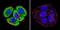 Valosin Containing Protein antibody, MA3-004, Invitrogen Antibodies, Immunofluorescence image 
