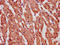 DNA topoisomerase I, mitochondrial antibody, LS-C681587, Lifespan Biosciences, Immunohistochemistry paraffin image 