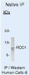 Ring-Box 1 antibody, PA5-16282, Invitrogen Antibodies, Immunoprecipitation image 