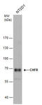 Checkpoint With Forkhead And Ring Finger Domains antibody, GTX104667, GeneTex, Western Blot image 