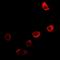 Neuroglobin antibody, abx142099, Abbexa, Western Blot image 