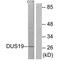 Dual Specificity Phosphatase 19 antibody, PA5-49858, Invitrogen Antibodies, Western Blot image 