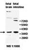 Peptidoglycan Recognition Protein 3 antibody, orb77994, Biorbyt, Western Blot image 
