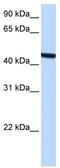 Zinc Finger CCHC-Type Containing 3 antibody, TA339779, Origene, Western Blot image 