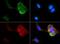Scavenger Receptor Class B Member 1 antibody, PA1-31405, Invitrogen Antibodies, Immunofluorescence image 