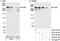 Translocated Promoter Region, Nuclear Basket Protein antibody, A300-826A, Bethyl Labs, Immunoprecipitation image 