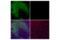 CD45 antibody, 34399S, Cell Signaling Technology, Immunofluorescence image 