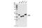 Chromobox 8 antibody, 14696S, Cell Signaling Technology, Western Blot image 