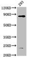 Hook Microtubule Tethering Protein 3 antibody, CSB-PA769790LA01HU, Cusabio, Western Blot image 