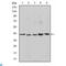 REL Proto-Oncogene, NF-KB Subunit antibody, LS-C814010, Lifespan Biosciences, Enzyme Linked Immunosorbent Assay image 