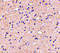 ELOVL Fatty Acid Elongase 6 antibody, 4571, ProSci, Immunohistochemistry frozen image 