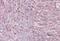 Septin-6 antibody, orb20255, Biorbyt, Immunohistochemistry paraffin image 