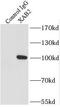 XPA Binding Protein 2 antibody, FNab09536, FineTest, Immunoprecipitation image 