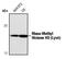 Histone H3 antibody, PA5-17418, Invitrogen Antibodies, Western Blot image 