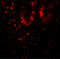 Ragulator complex protein PDRO antibody, 7709, ProSci, Immunofluorescence image 