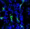 Aquaporin 2 antibody, orb67572, Biorbyt, Immunofluorescence image 