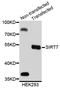 NAD-dependent deacetylase sirtuin-7 antibody, abx127049, Abbexa, Western Blot image 
