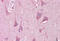 Leucine Rich Repeat Transmembrane Neuronal 2 antibody, MBS243983, MyBioSource, Immunohistochemistry frozen image 