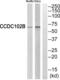 Coiled-Coil Domain Containing 102B antibody, abx014379, Abbexa, Western Blot image 