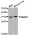 CD158A antibody, LS-C335171, Lifespan Biosciences, Western Blot image 