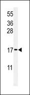 Ribosomal Protein S24 antibody, LS-C162738, Lifespan Biosciences, Western Blot image 