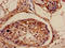 NDUFA4 Mitochondrial Complex Associated Like 2 antibody, orb400744, Biorbyt, Immunohistochemistry paraffin image 