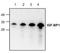 Insulin Like Growth Factor Binding Protein 1 antibody, TA319121, Origene, Western Blot image 